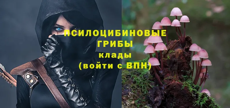 Галлюциногенные грибы Psilocybe  Кирсанов 